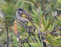 honeyeater 2